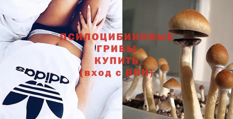 закладки  Лермонтов  Галлюциногенные грибы Psilocybe 